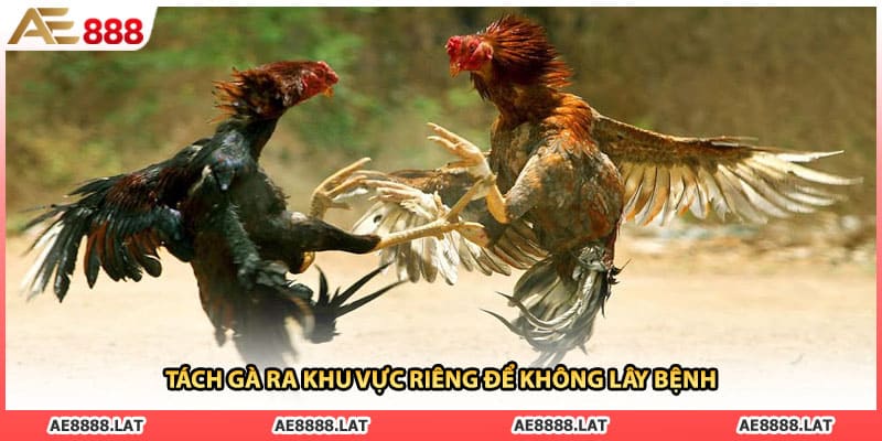 Tách gà ra khu vực riêng để không lây bệnh